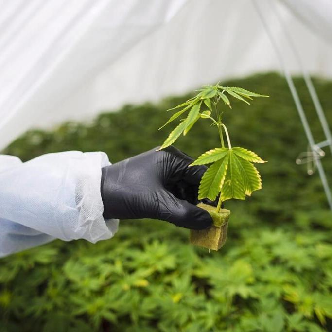 Cannabis Act review finds companies struggling to profit, health experts supportive